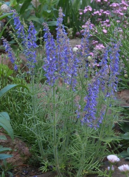 Salvia jurisicii