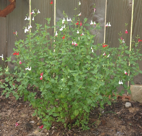 ornamental sage