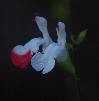 Salvia microphylla 'Hot Lips'