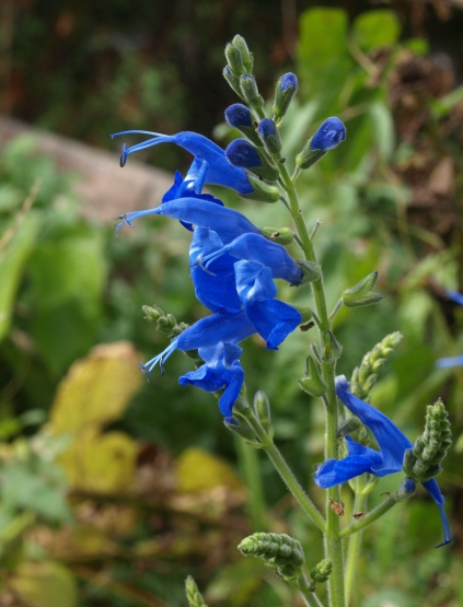 ornamental sage