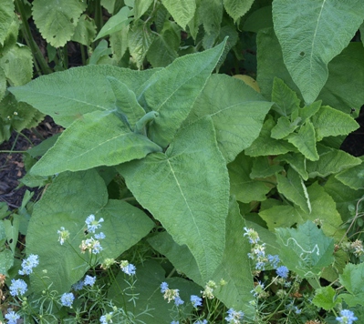 Salvia microphylla x sagittata