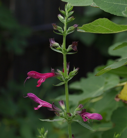 Salvia pentstemonoides