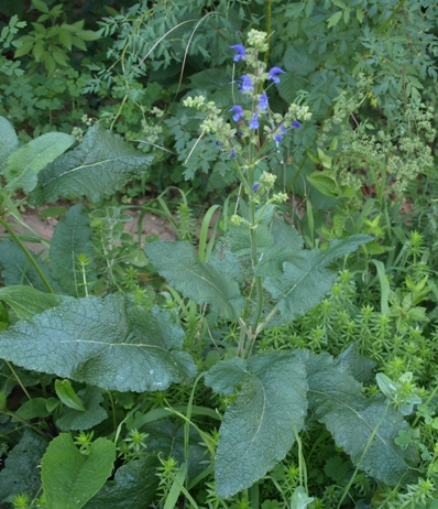 Salvia pratensis Haematodes