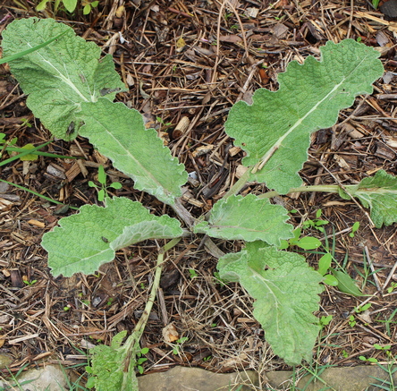 Salvia moorcroftiana x indica 'Shangri-La'