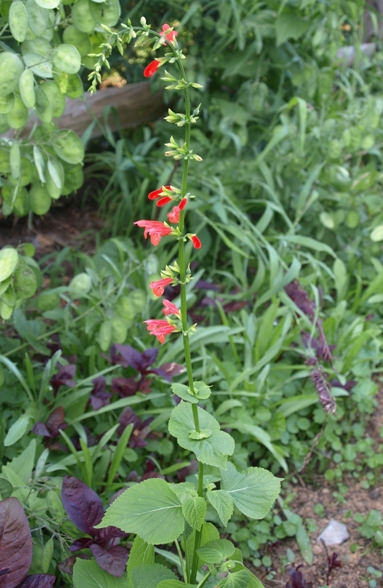 Salvia subrotunda