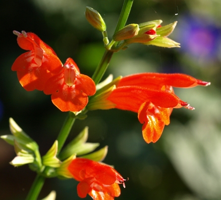 Salvia subrotunda