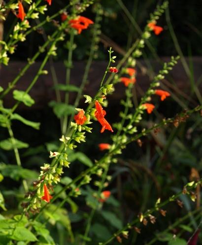 hummingbird sage