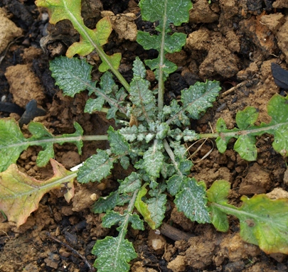 Salvia taraxacifolia