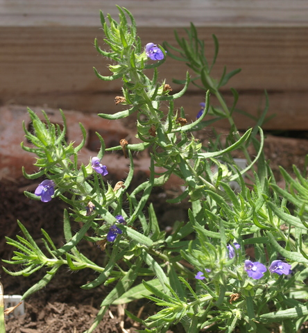 Salvia texana