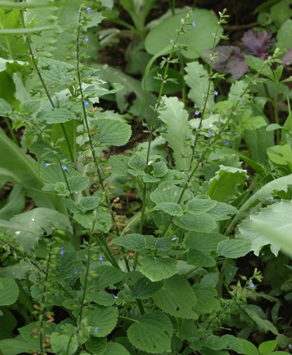 Salvia tiliifolia