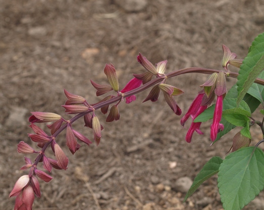 Salvia 'Wendy's Wish'