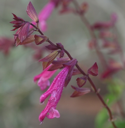 ornamental sage