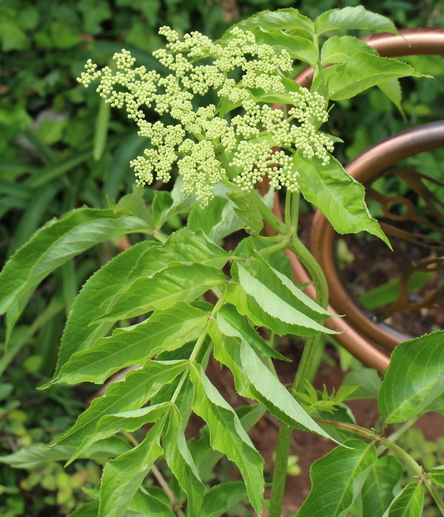 Sambucus canadensis