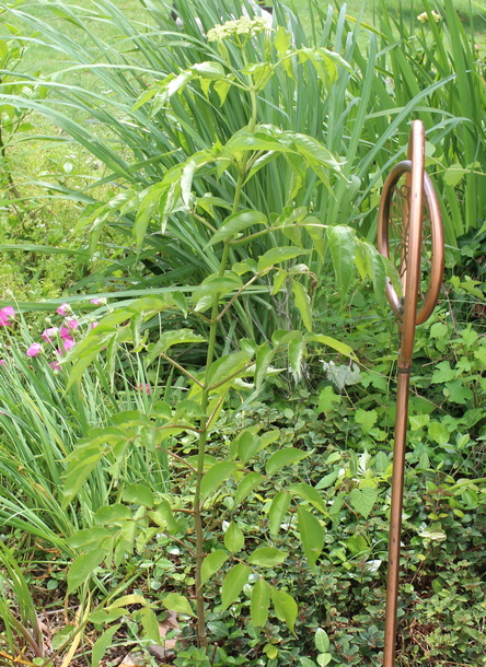 American elderberry