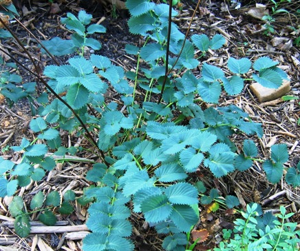 Sanguisorba tenuifolia var. purpurea