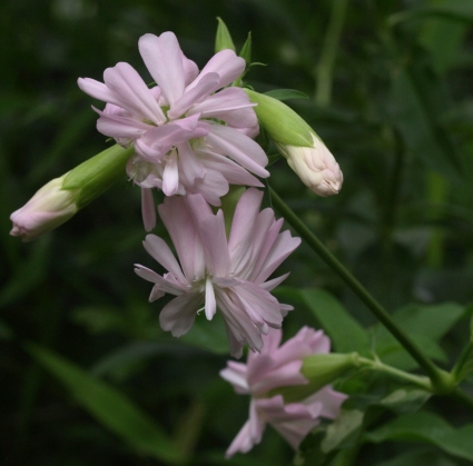 Saponaria officinalis 'Flore Pleno'
