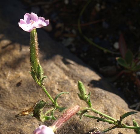 Saponaria pamphylica