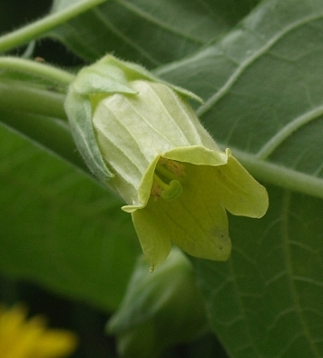 yellow-flowered deadly nightshade