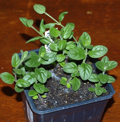 Scutellaria hypericifolia
