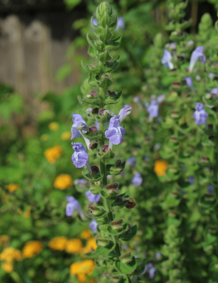 heart-leaf skullcap