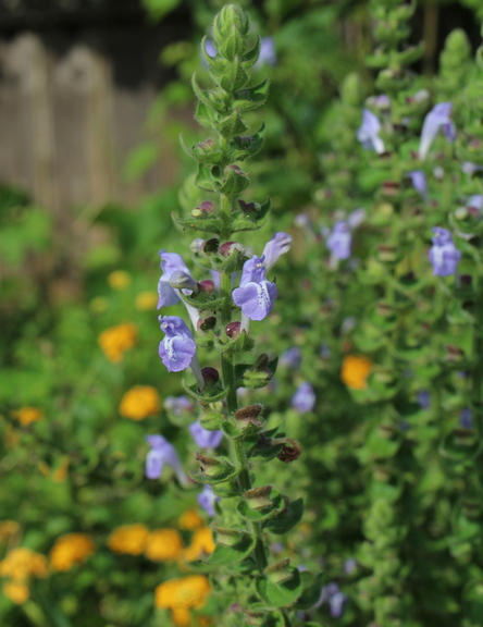 Scutellaria ovata