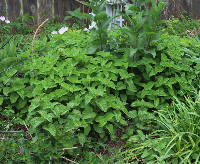 Scutellaria ovata
