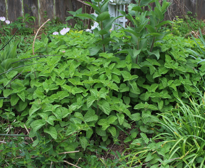 heart-leaf skullcap