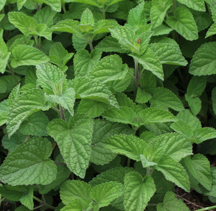 heart-leaf skullcap
