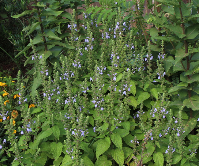 Scutellaria ovata