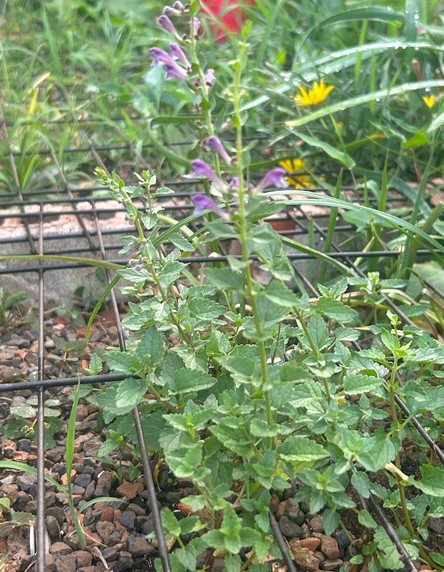 Scutellaria rupestris