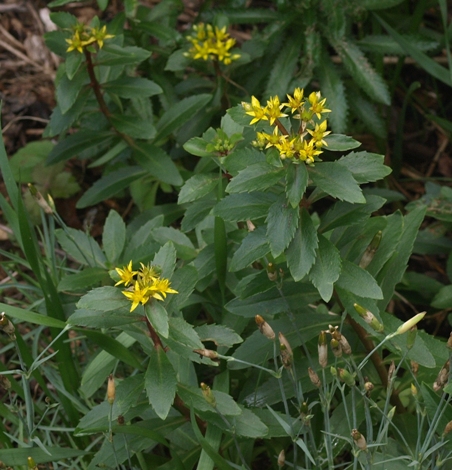 stonecrop