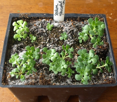 Sedum glaucophyllum