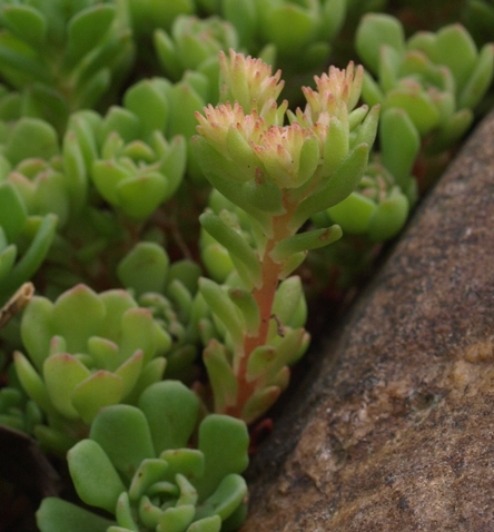 cliff stonecrop