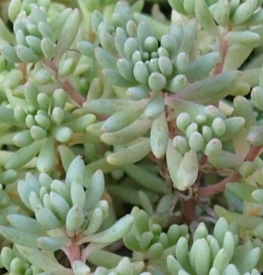 Spanish stonecrop