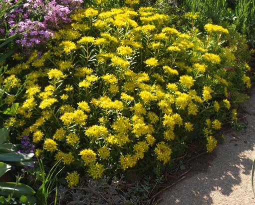 Kamtschat sedum