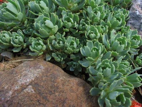 Rhodiola pachyclados