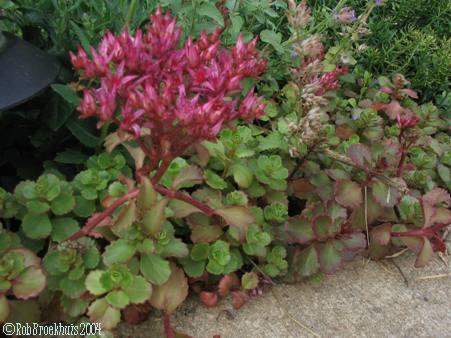 Images planting and care of creeping red sedum