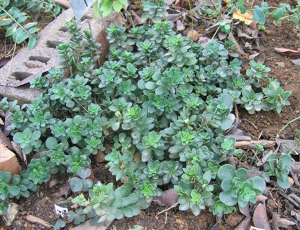 Sedum ternatum