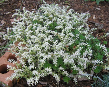 woodland stonecrop; wild stonecrop