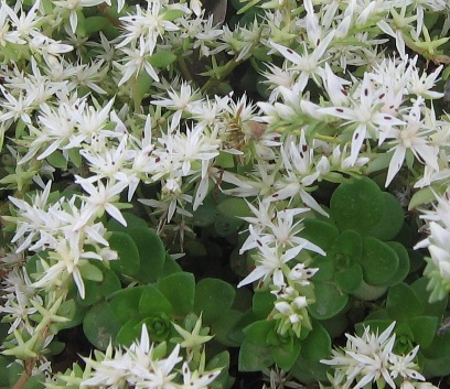 Sedum ternatum