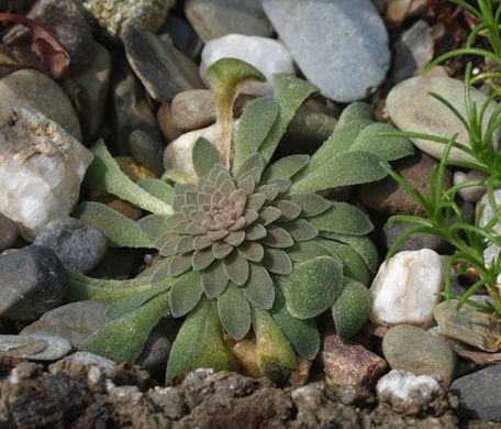 Sedum valens