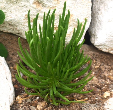 narrow-leaf chalk sticks