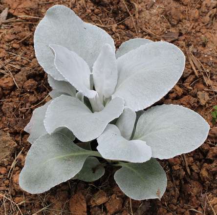 Senecio candicans 'Angel Wings'