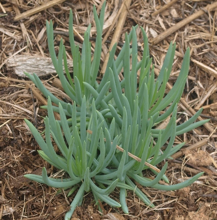 Senecio mandraliscae