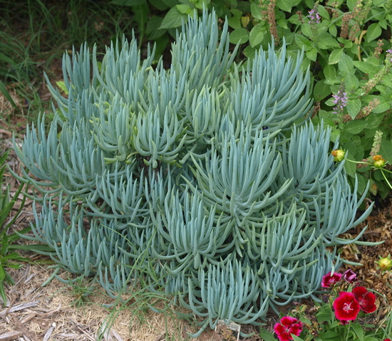 Senecio mandraliscae