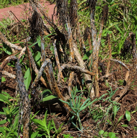 Senecio mandraliscae