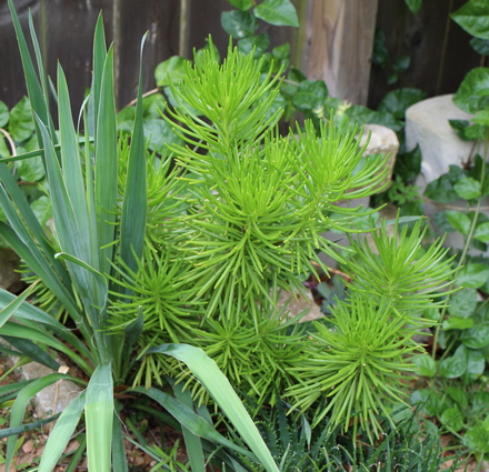 Senecio vitalis