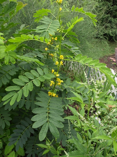 Senna marilandica
