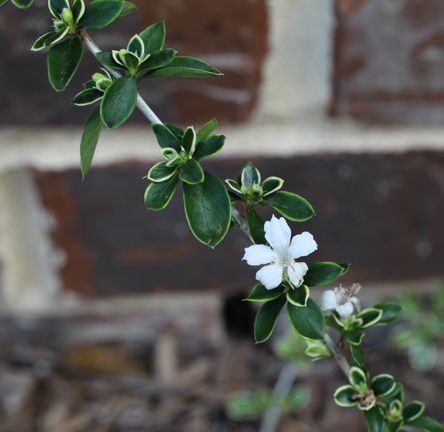 tree of a thousand stars; snow-rose