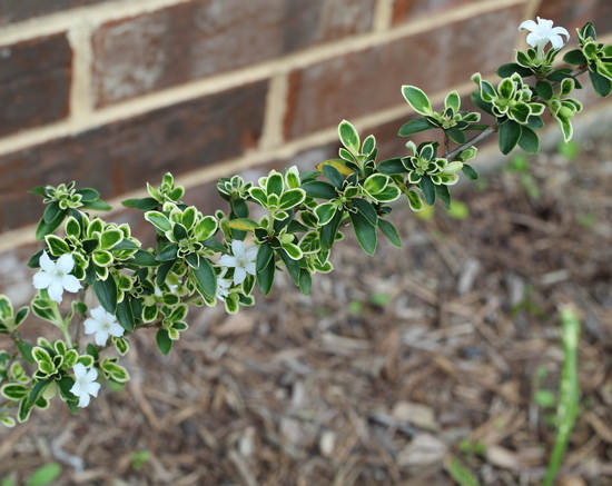 Serissa japonica 'Kowloon'